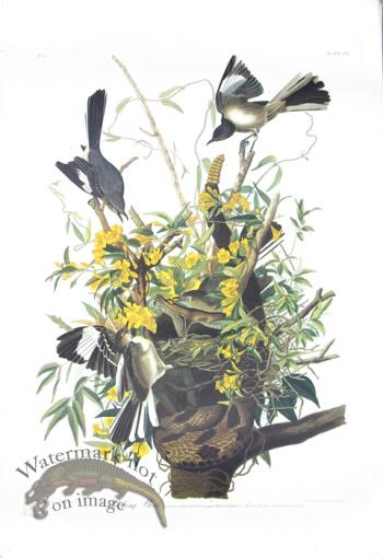 Blue-Winged Yellow Warbler